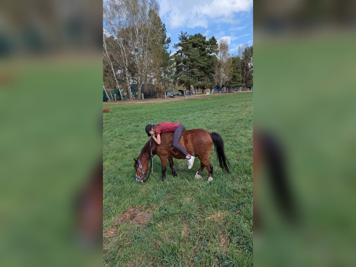 Welsh-B Wallach 5 Jahre 130 cm Brauner in Schmachtenhagen