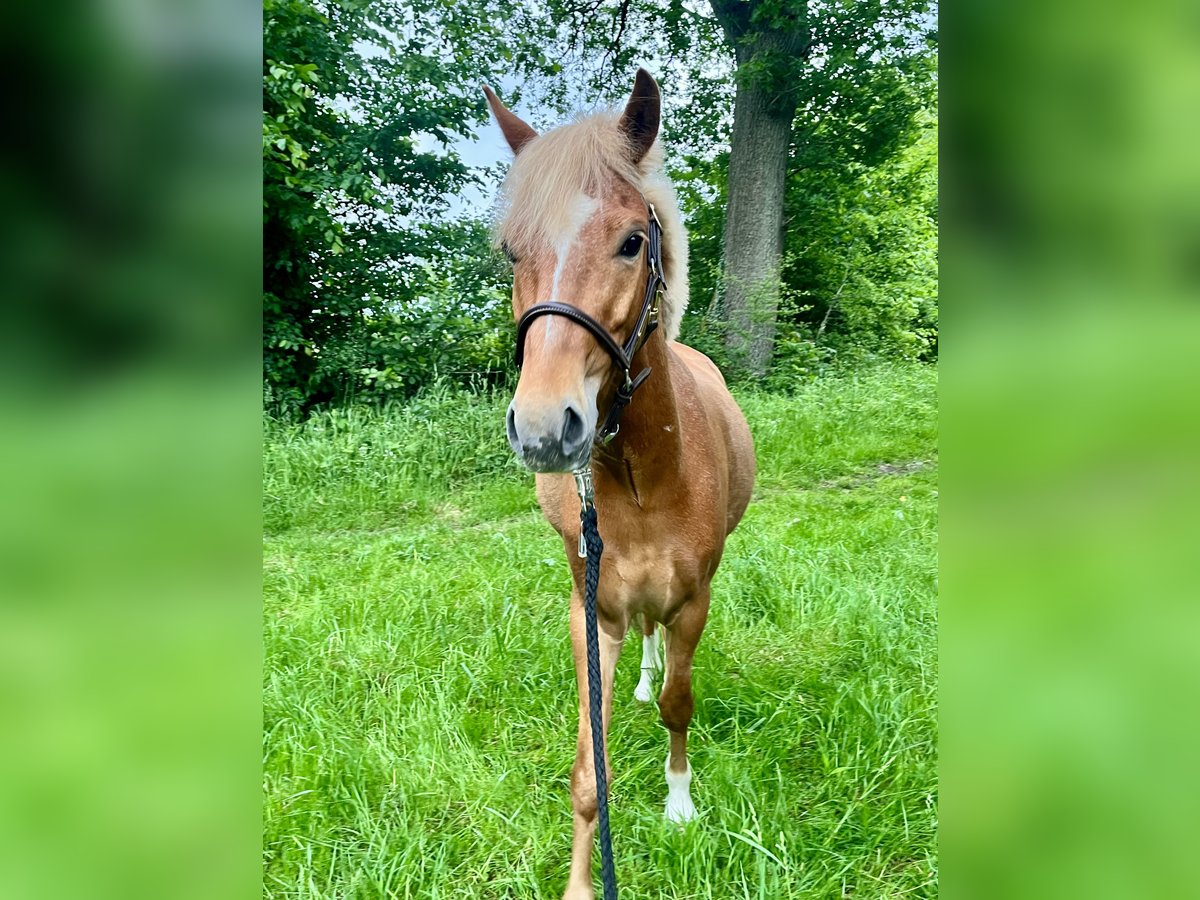 Welsh-B Wallach 5 Jahre 135 cm Fuchs in 25436 Tornesch