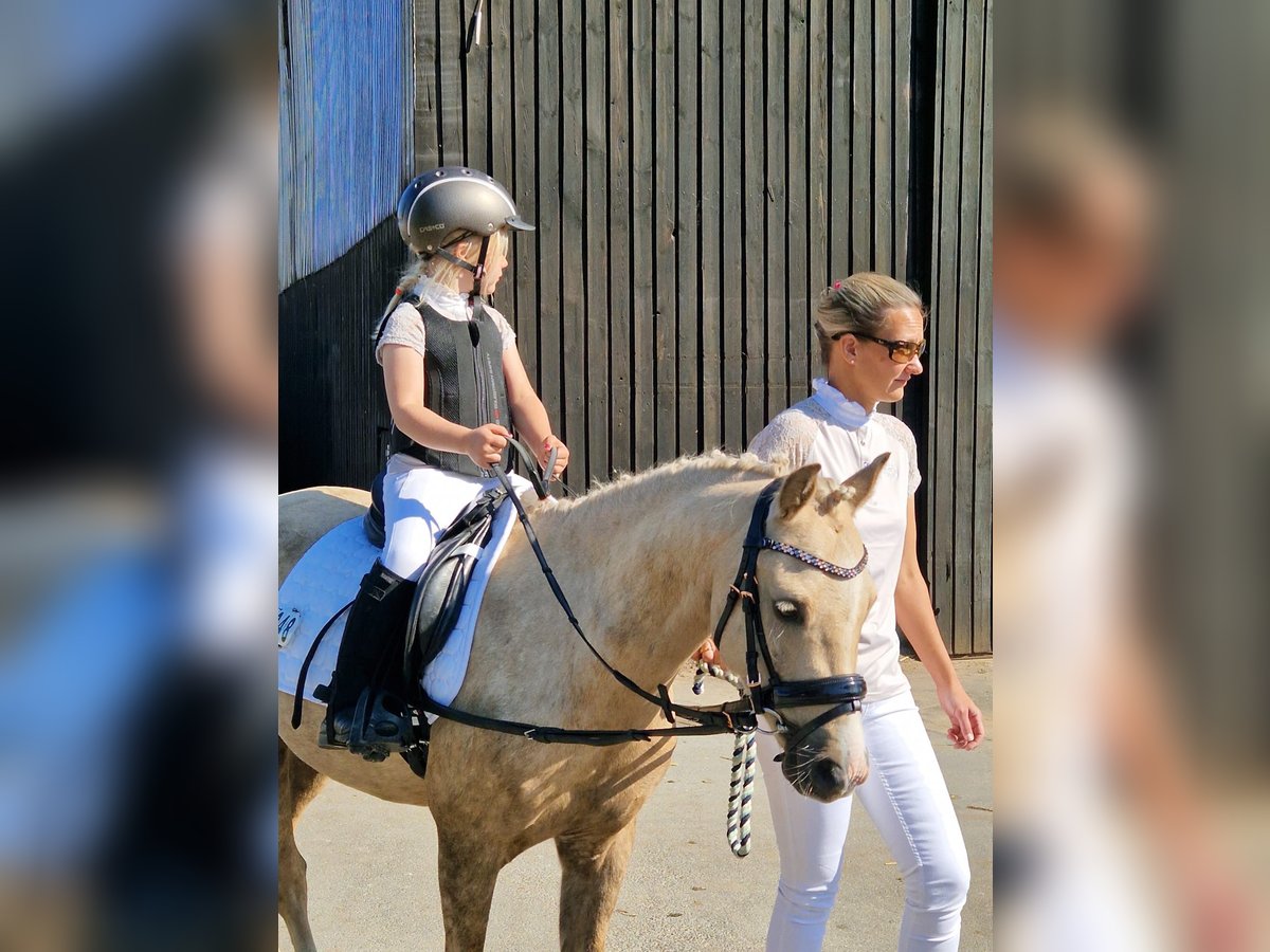 Welsh-B Wallach 6 Jahre 132 cm Palomino in Hamburg