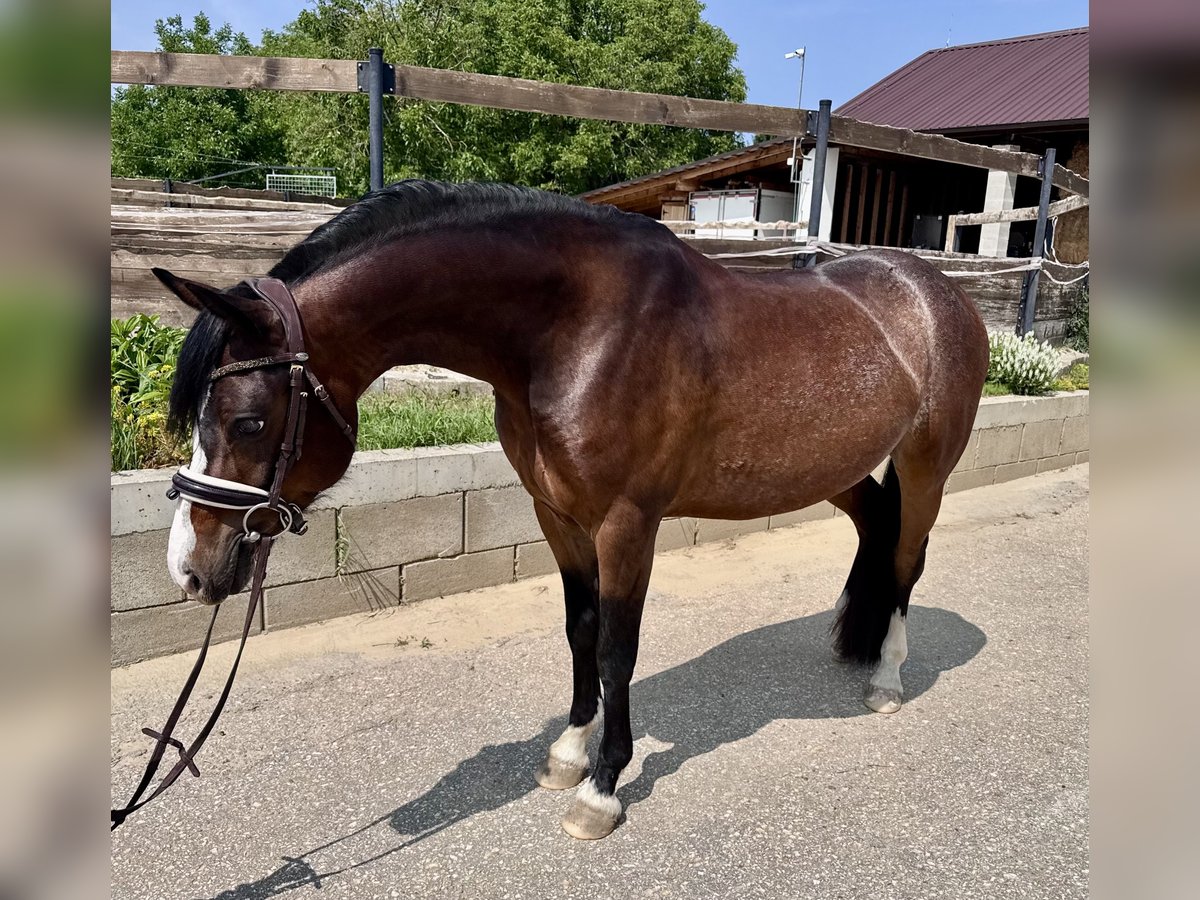 Welsh-B Wallach 6 Jahre 134 cm Rotbrauner in Nitra
