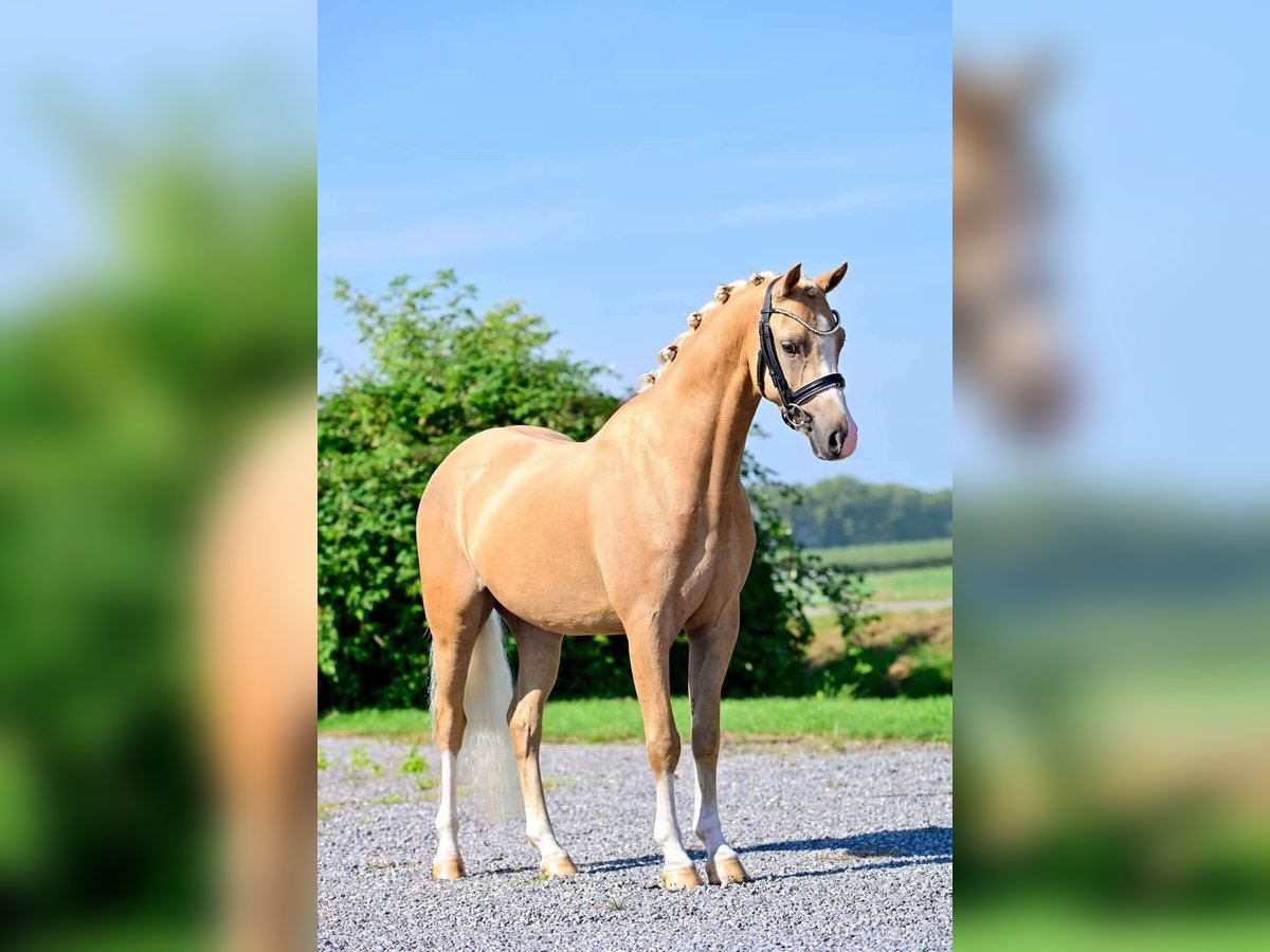 Welsh-B Wallach 6 Jahre 136 cm Palomino in Szabadsz&#xE1;ll&#xE1;s