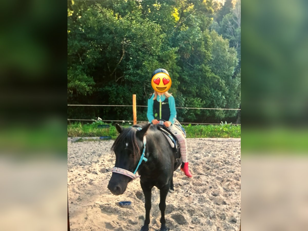 Welsh-B Wallach 8 Jahre 124 cm Rappe in LauterbachLauterbach