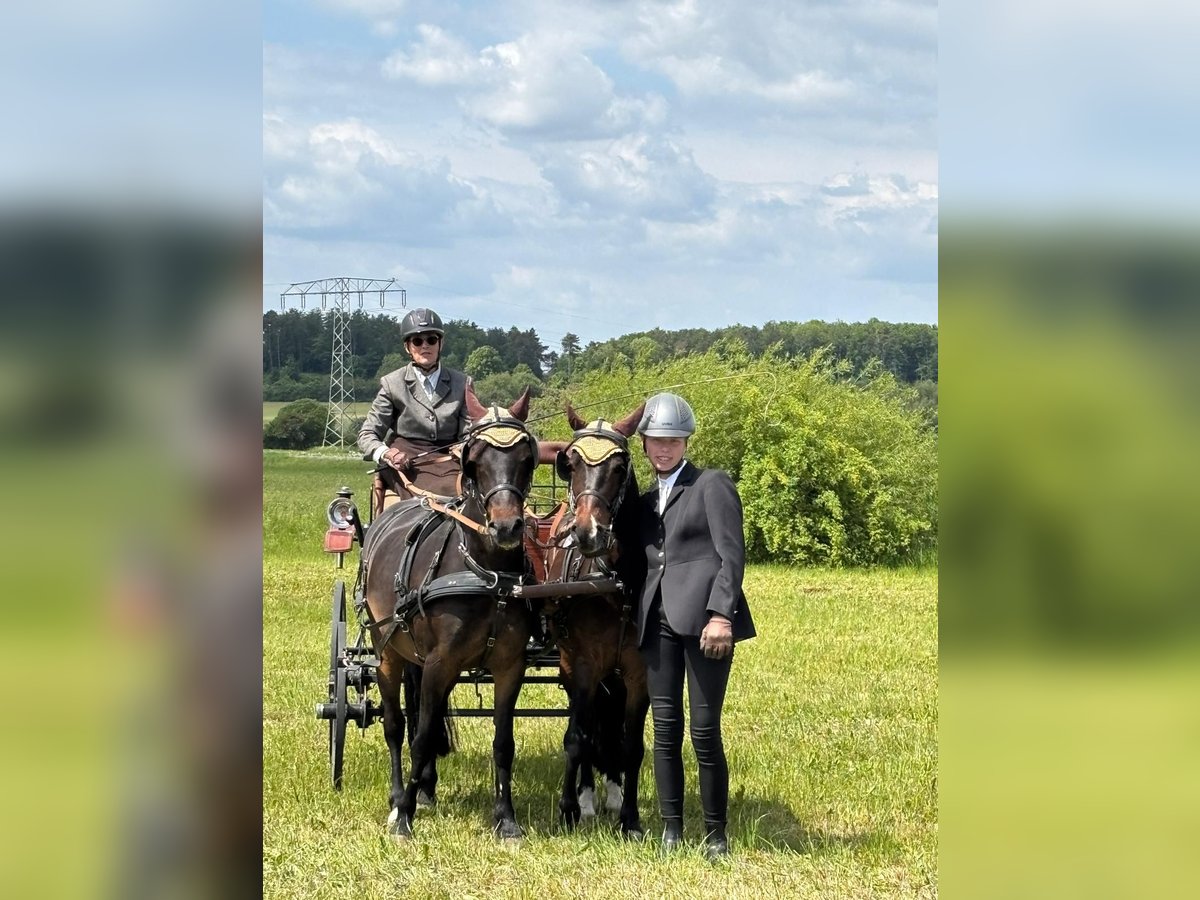 Welsh-B Wallach 8 Jahre 132 cm Dunkelbrauner in Landolfshausen