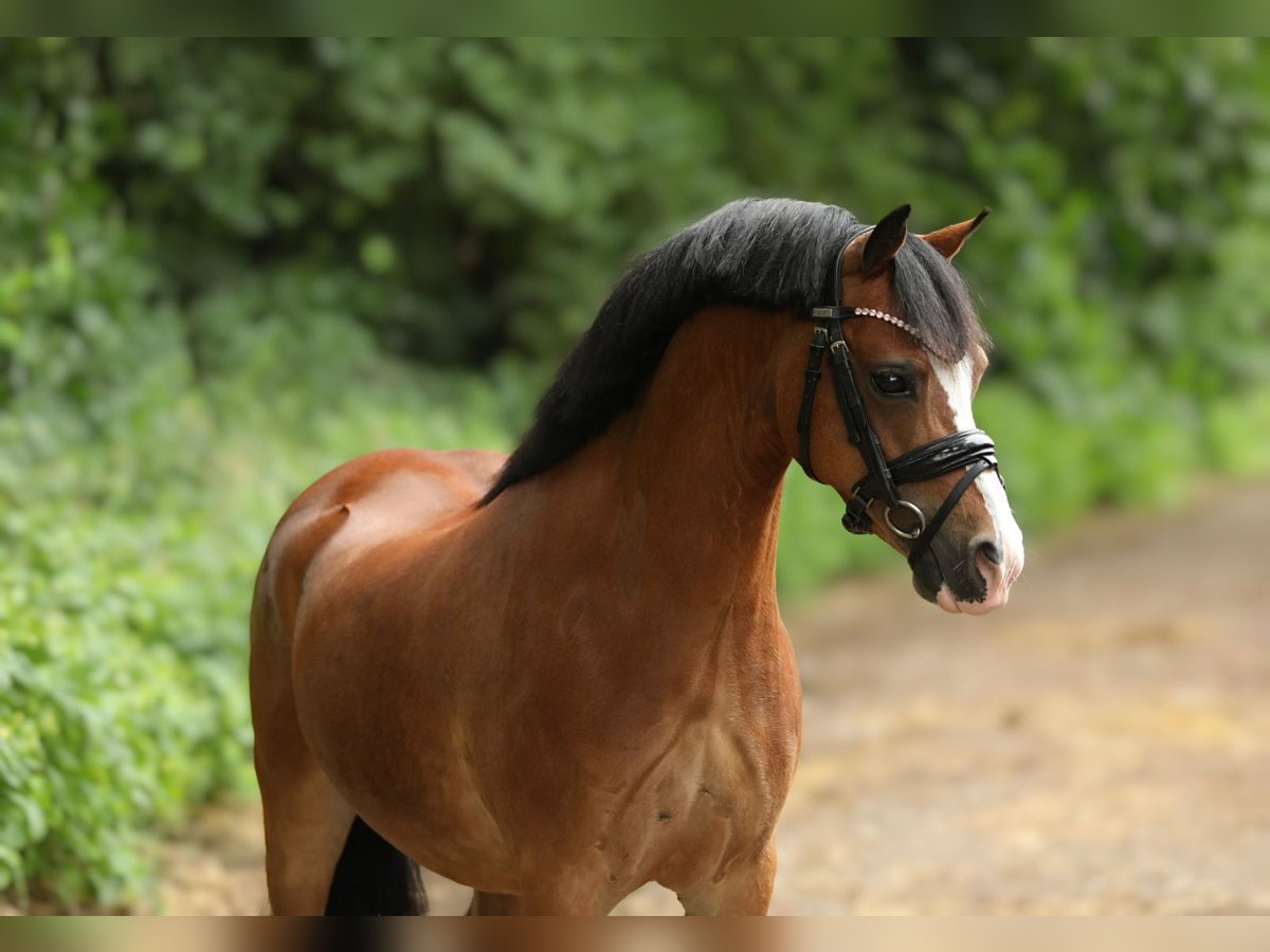 Welsh-B Wallach 9 Jahre 129 cm Brauner in Sendenhorst