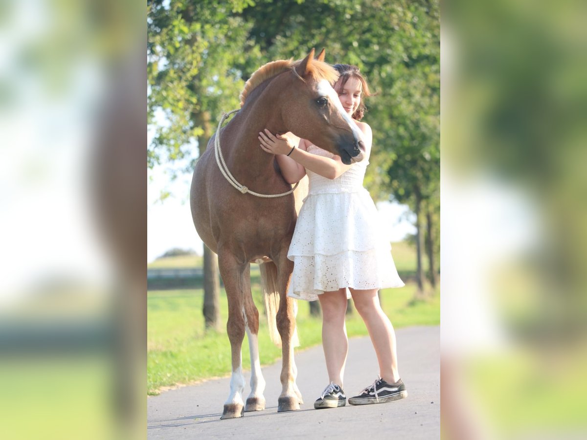 Welsh-B Wallach 9 Jahre 135 cm Fuchs in Hagen