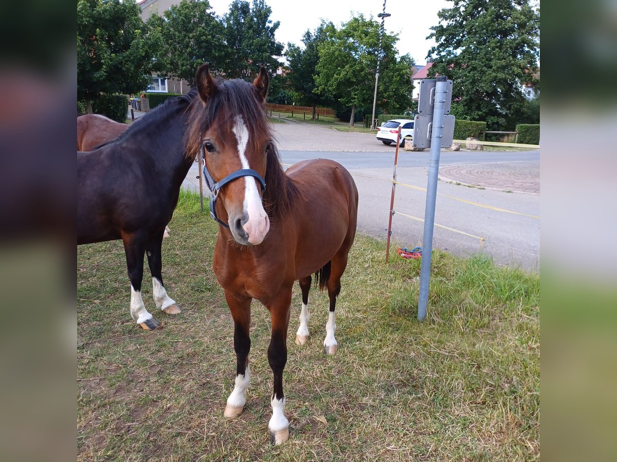 Welsh C (cob) Hingst 1 år 138 cm Brun in Wünschendorf