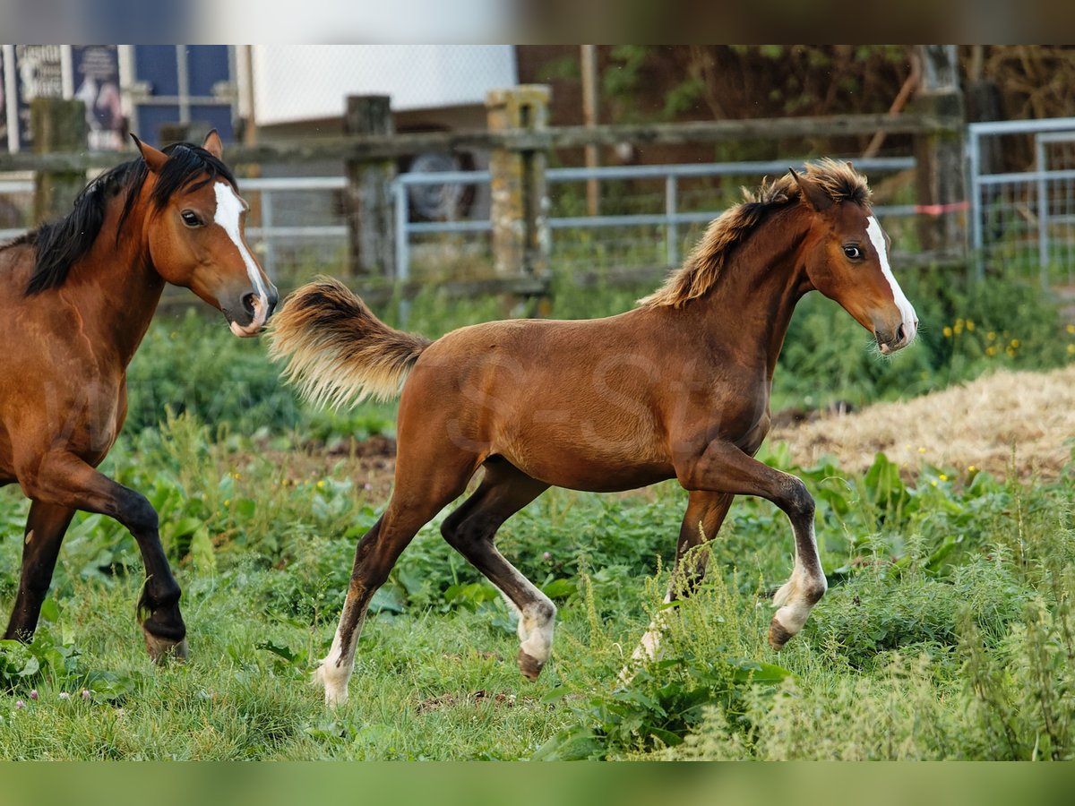 Welsh C (cob) Hingst Föl (05/2024) 135 cm Brun in Meerbusch