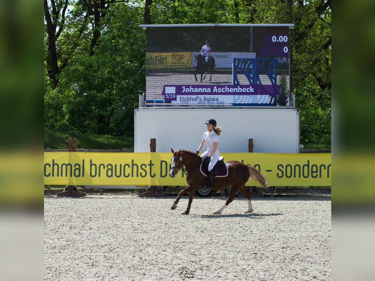 Welsh C (cob) Sto 14 år 140 cm fux in Wardenburg