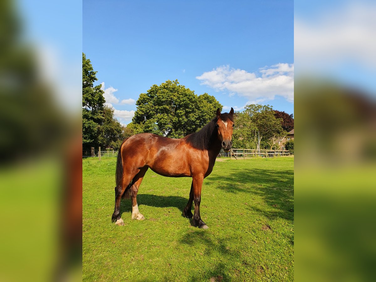 Welsh C (cob) Sto 3 år 134 cm Brun in Kalkar