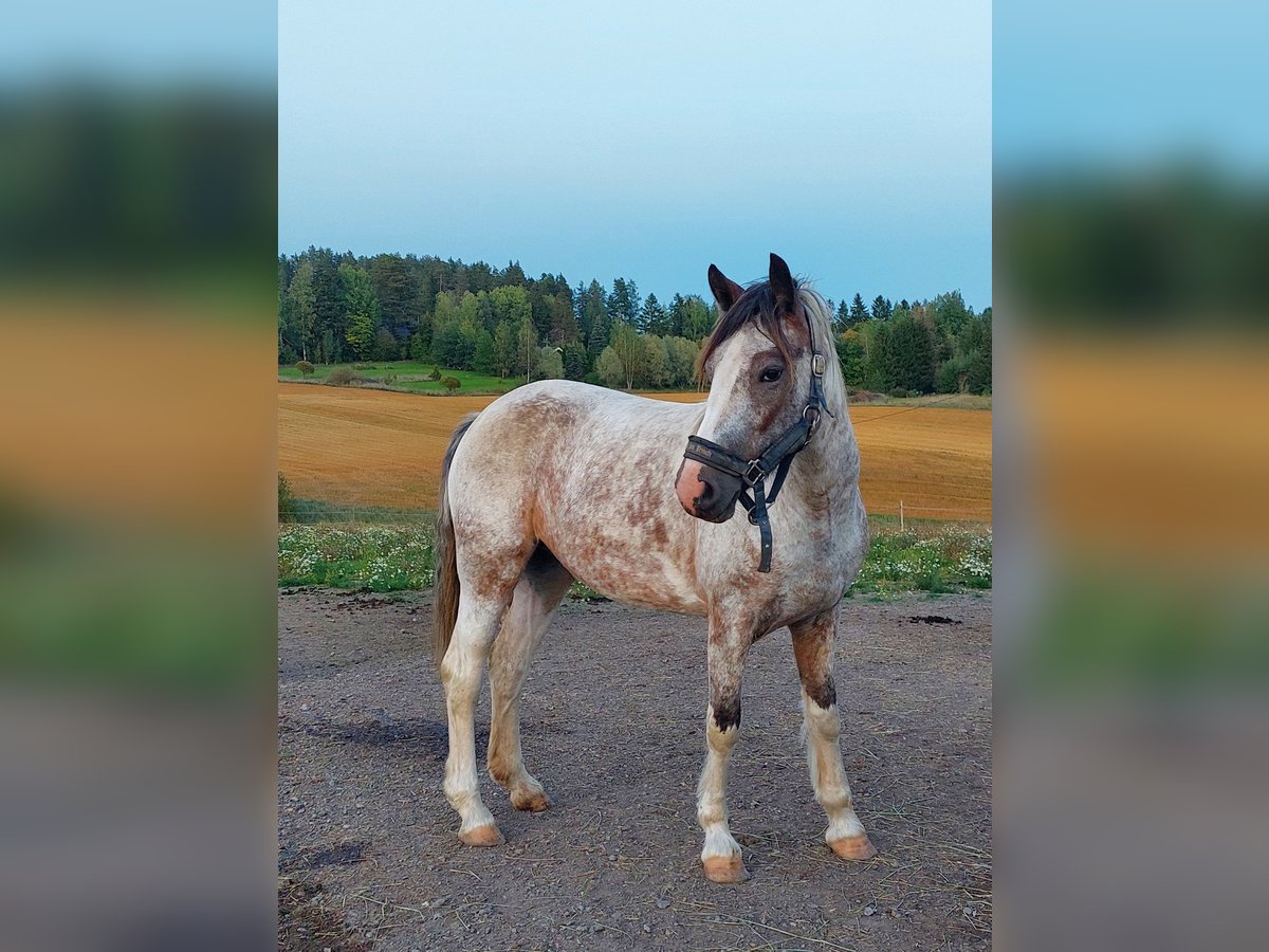 Welsh C (cob) Blandning Sto 3 år 145 cm Sabino in Porvoo