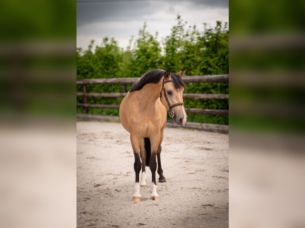 Welsh C (cob) Sto 4 år 136 cm Gulbrun in Maaseik