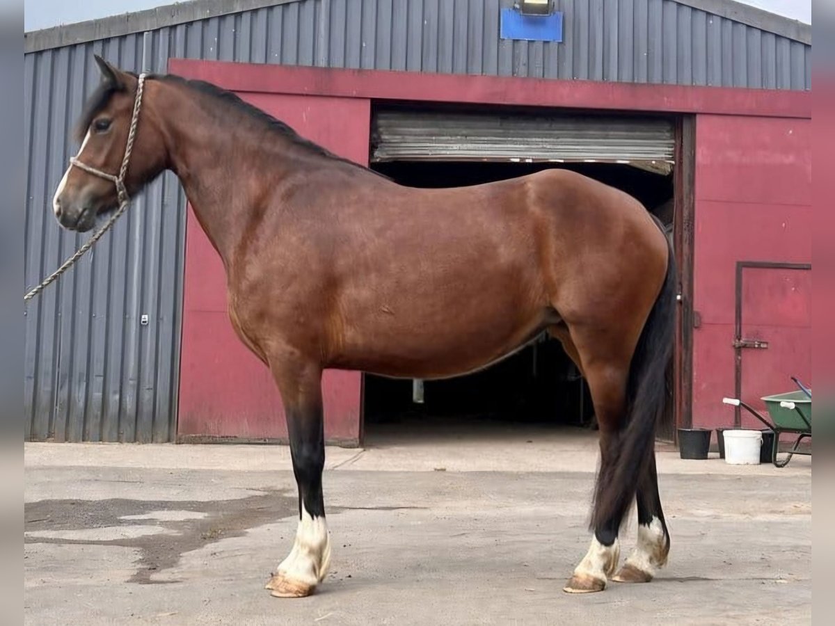 Welsh C (cob) Sto 4 år 137 cm Brun in newport