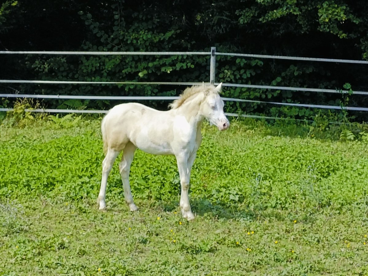 Welsh C (cob) Sto Föl (05/2024) 135 cm Perlino in Untereggen