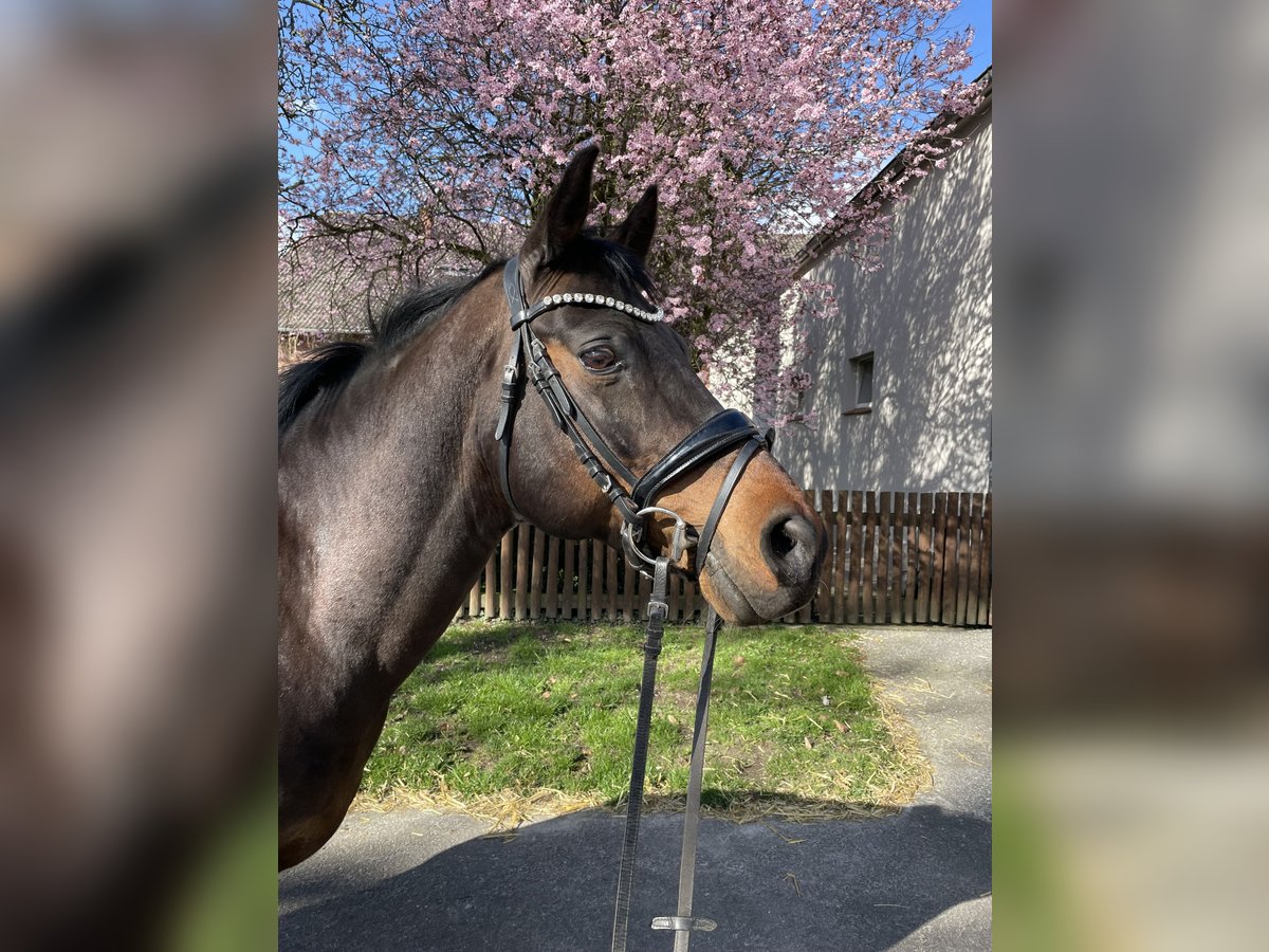 Welsh C (cob) Blandning Valack 18 år 152 cm Mörkbrun in Rödinghausen