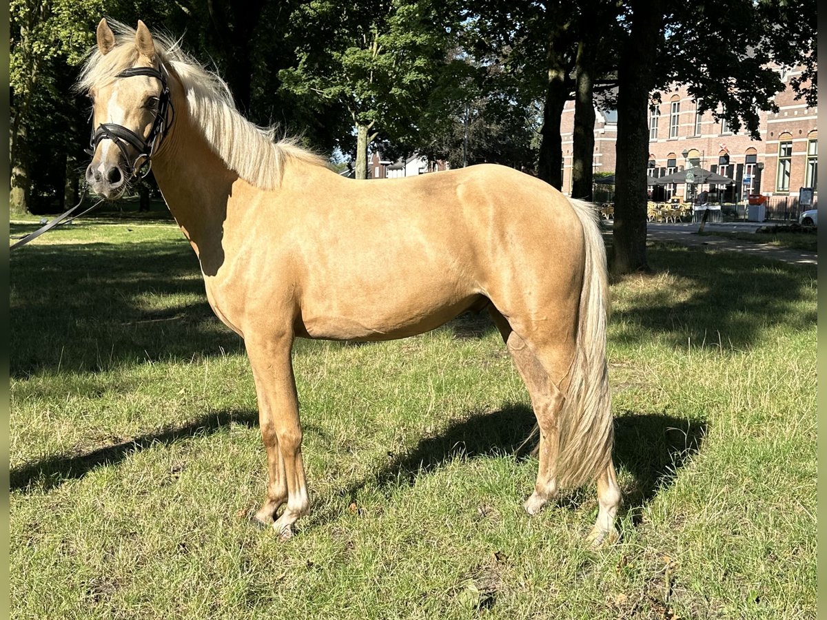 Welsh C (cob) Valack 3 år 133 cm Palomino in Den Hout