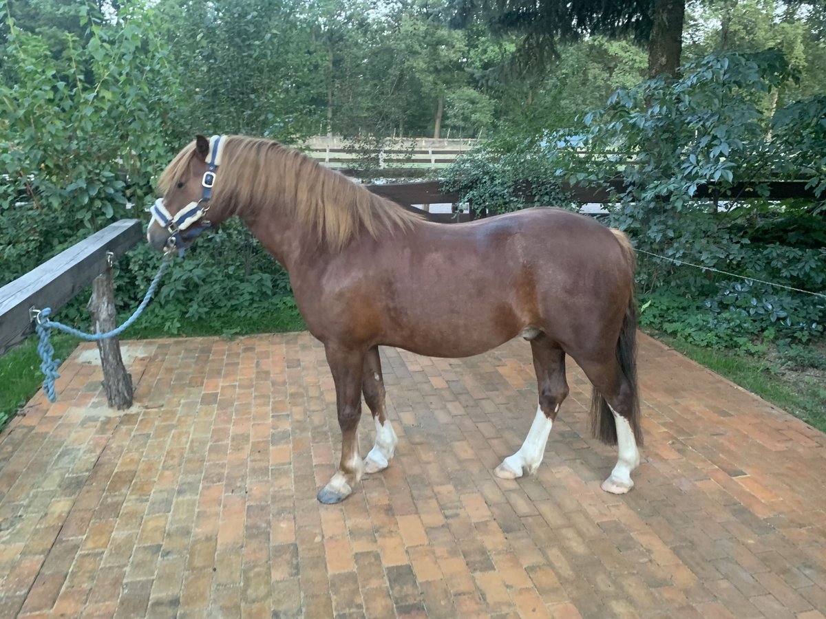 Welsh C (cob) Valack 4 år 128 cm Fux in Doberlug-Kirchhain