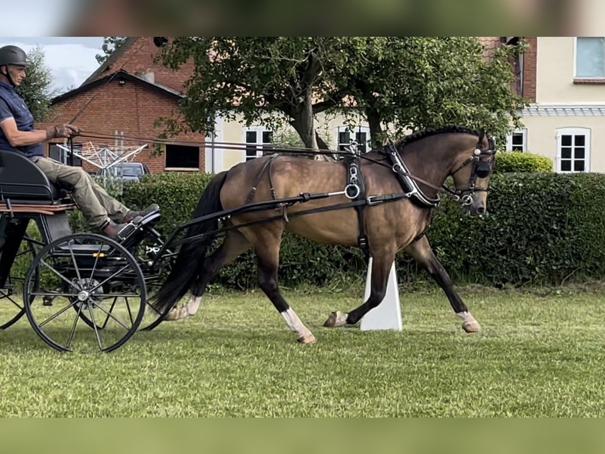 Welsh C (cob) Valack 5 år 147 cm Gulbrun in Odder