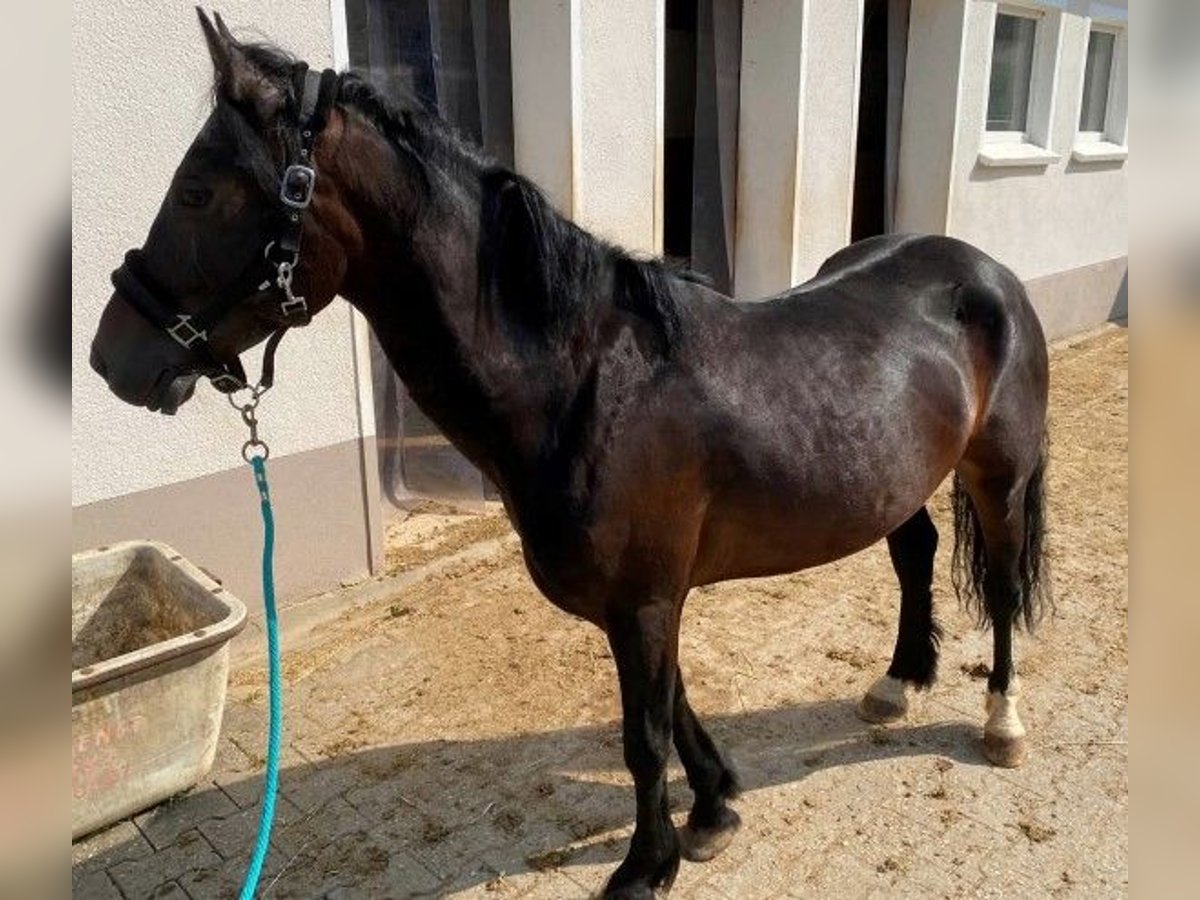 Welsh C (cob) Valack 6 år 137 cm Mörkbrun in Neumarkt in der Oberpfalz