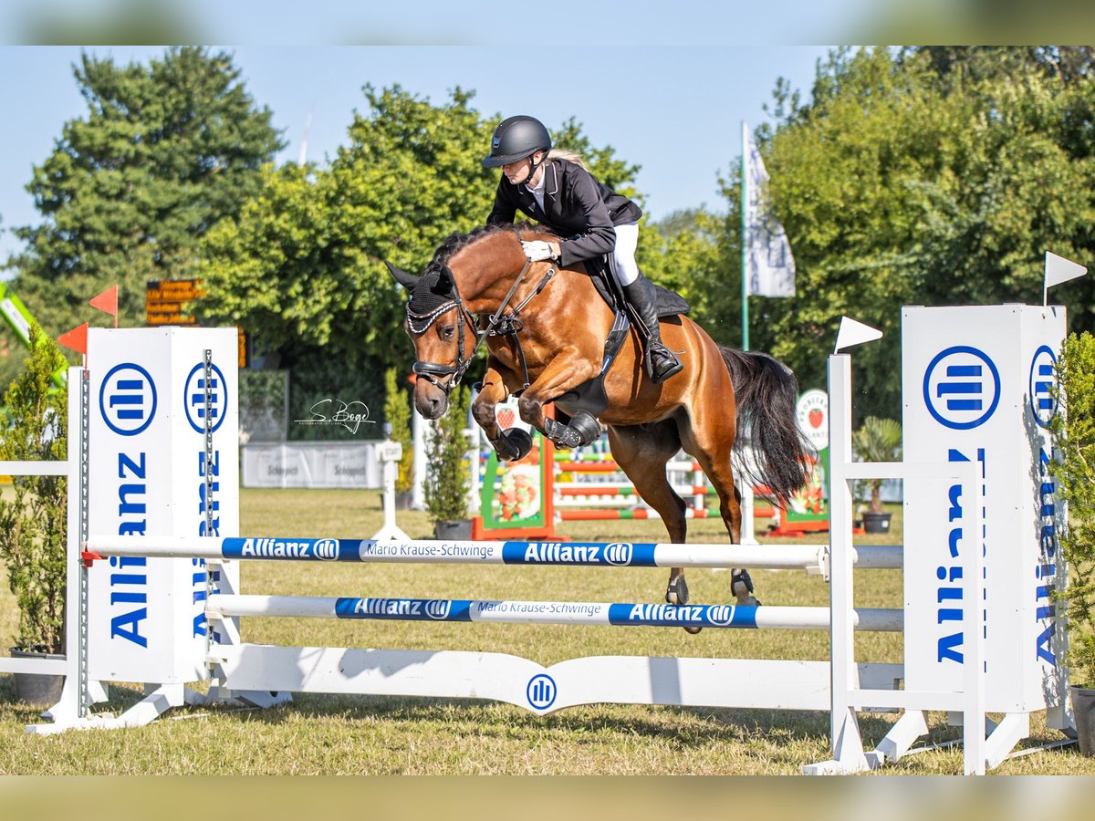 Welsh C (cob) Valack 6 år 144 cm Brun in Züssow