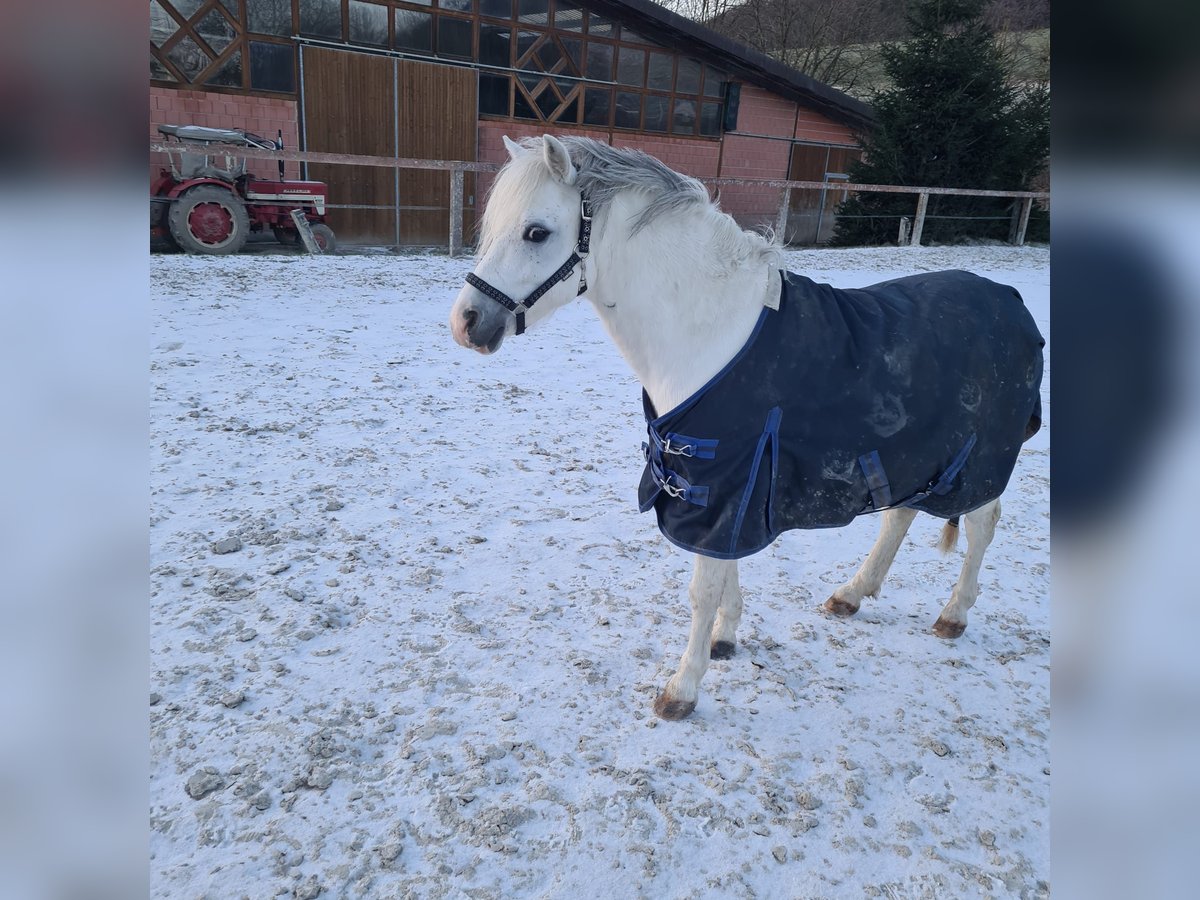 Welsh C (cob) Valack 7 år 120 cm Grå in Iserlohn