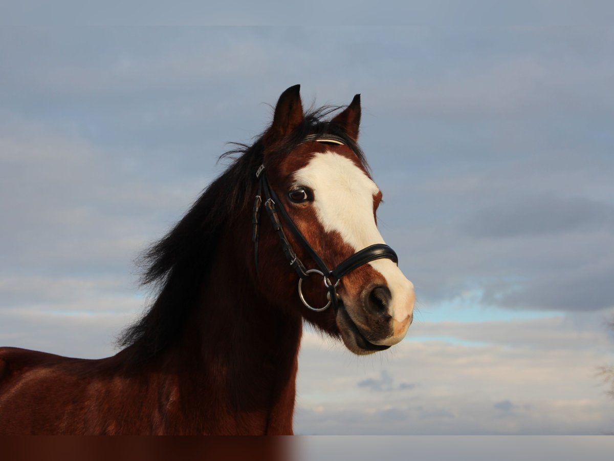 Welsh C (of Cob Type) Gelding 14 years 13,2 hh Brown in Geseke