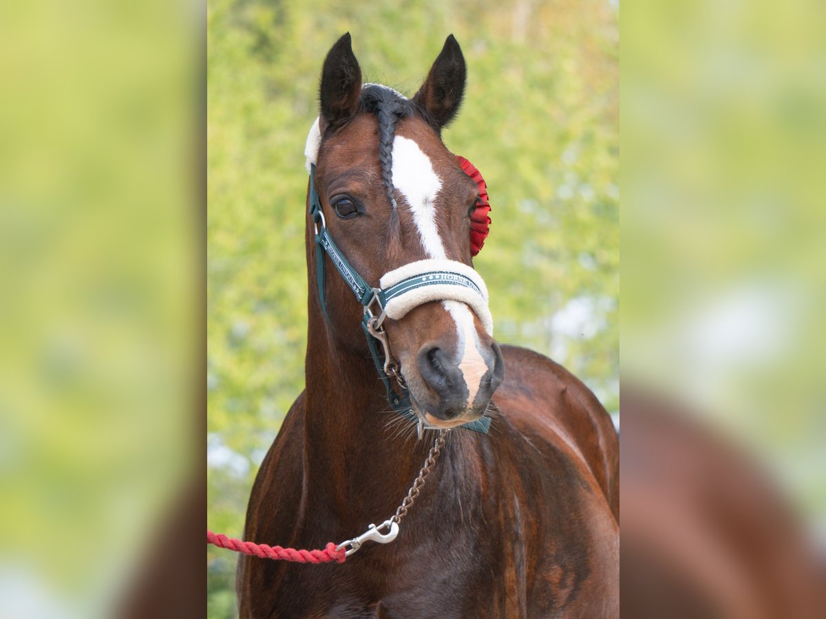 Welsh C (of Cob Type) Gelding 14 years 13 hh in ÄLMHULT