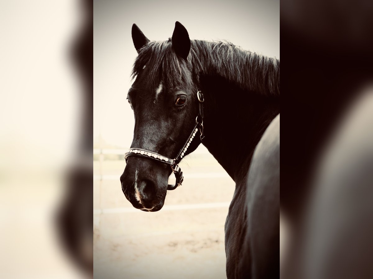 Welsh C (of Cob Type) Gelding 15 years 14,2 hh Black in Hammah