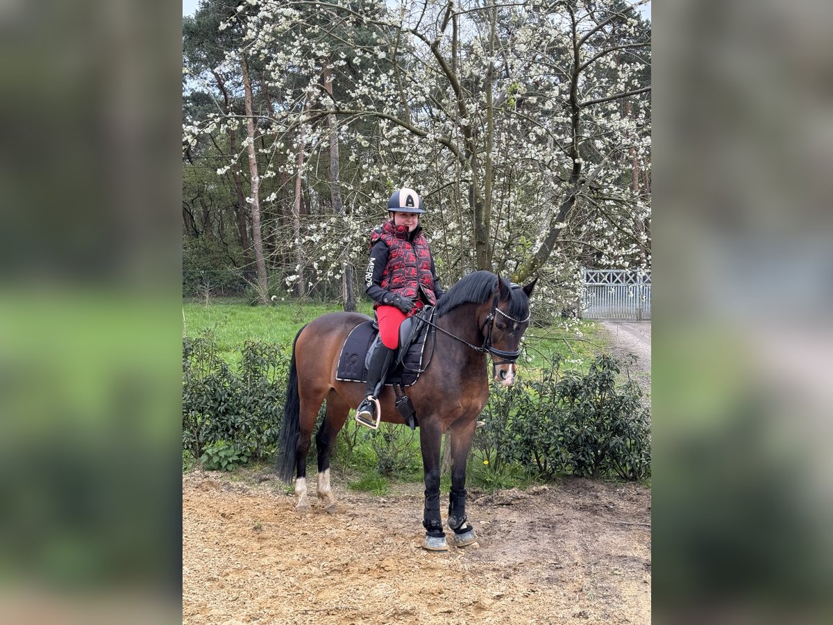 Welsh C (of Cob Type) Gelding 16 years 13,1 hh Bay-Dark in Wuustwezel