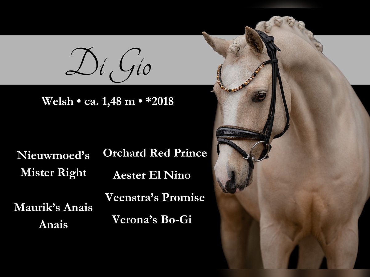 Welsh C (of Cob Type) Gelding 7 years 14,2 hh Palomino in Wehringen