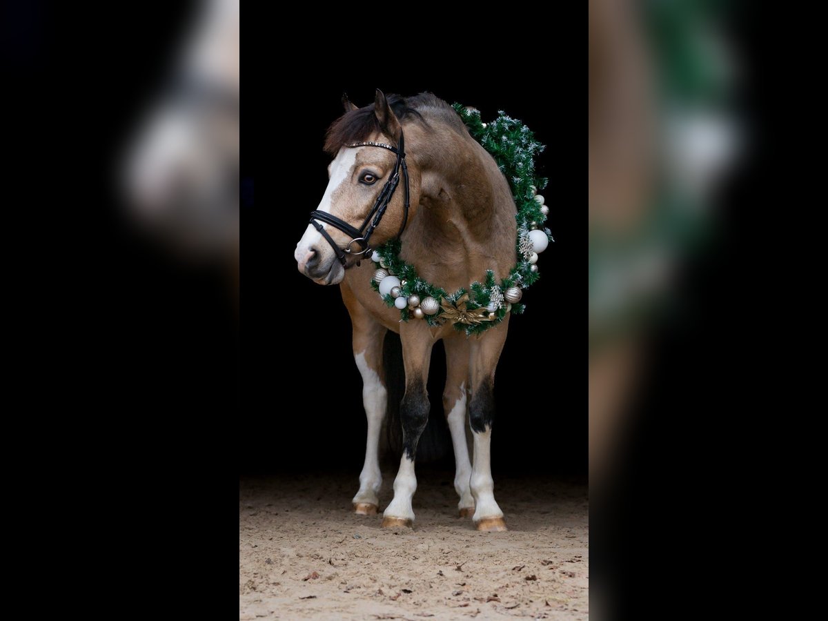 Welsh C (of Cob Type) Gelding 8 years 13,1 hh Dun in Waldfeucht