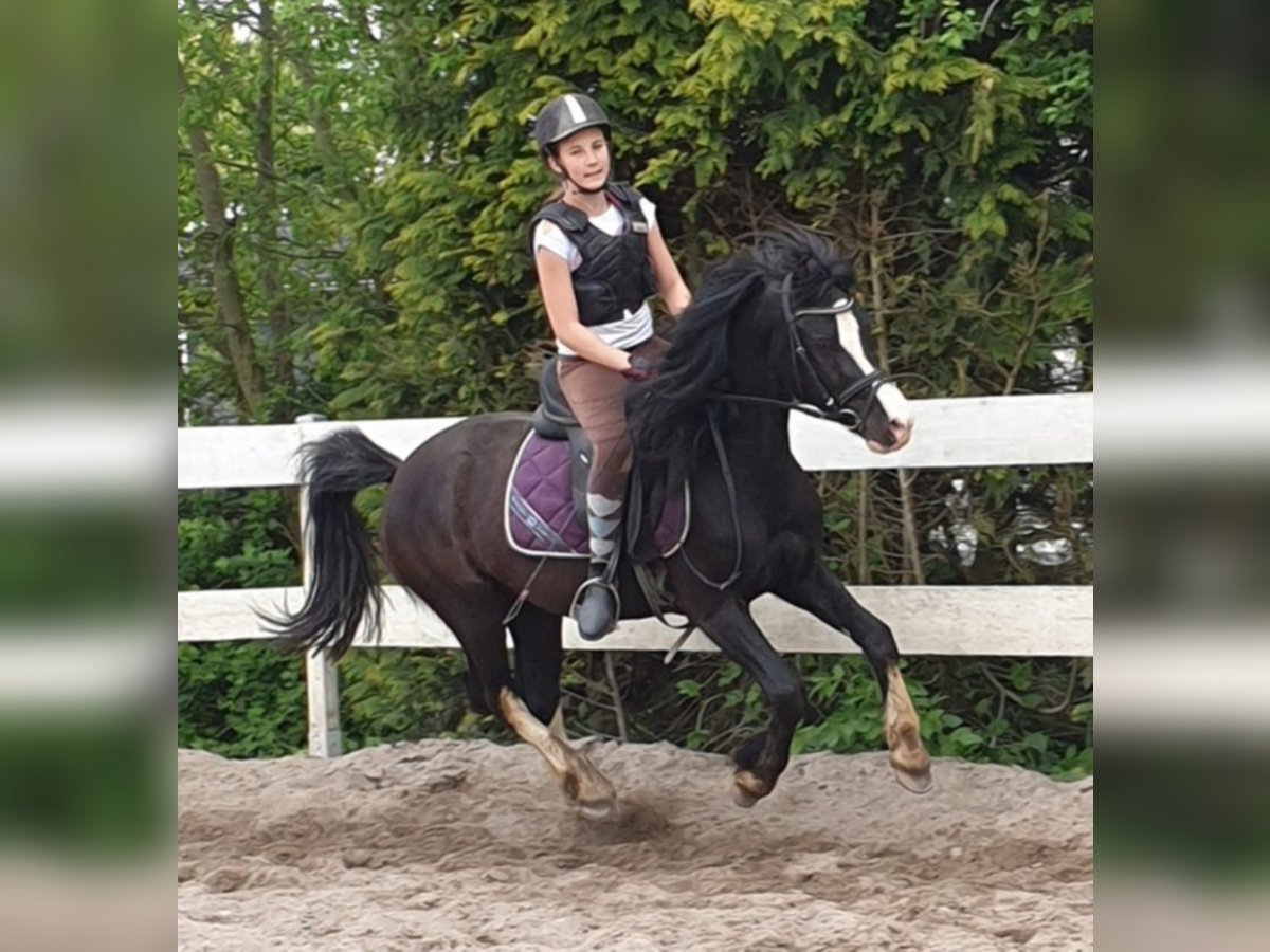 Welsh C (of Cob Type) Gelding 9 years 13,1 hh Black in Rheinb&#xF6;llen