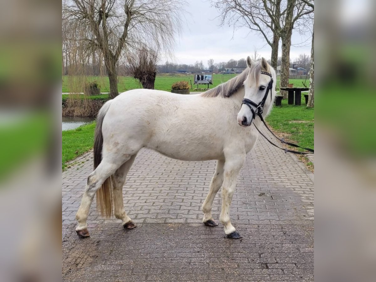 Welsh C (of Cob Type) Mare 10 years 12,3 hh Gray in Berlicum