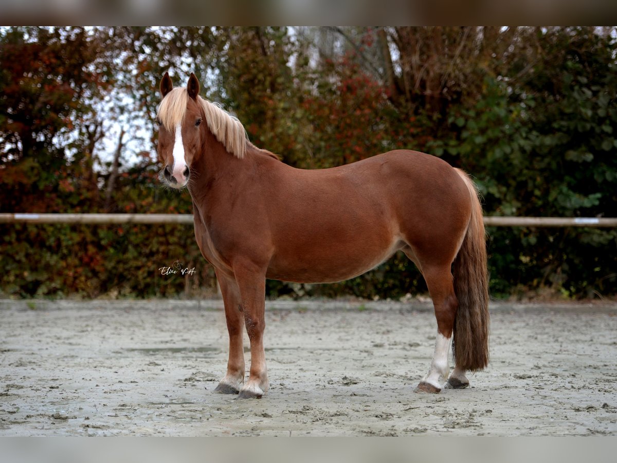 Welsh C (of Cob Type) Mare 10 years 13,1 hh Chestnut-Red in Koningshooikt