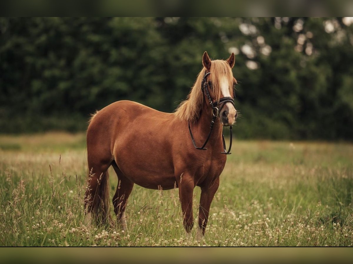 Welsh C (of Cob Type) Mare 12 years 12,1 hh Chestnut-Red in Sievershütten