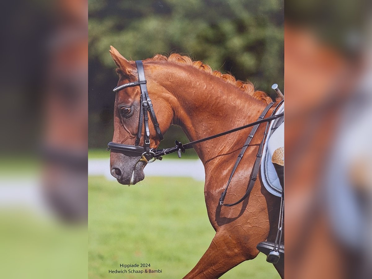 Welsh C (of Cob Type) Mare 12 years 13,1 hh Chestnut-Red in Ypecolsga