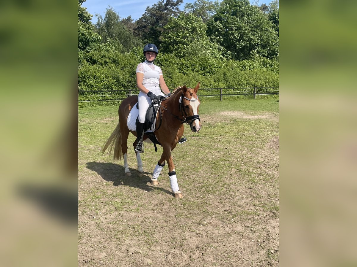 Welsh C (of Cob Type) Mare 12 years 13,2 hh Chestnut-Red in Uedem