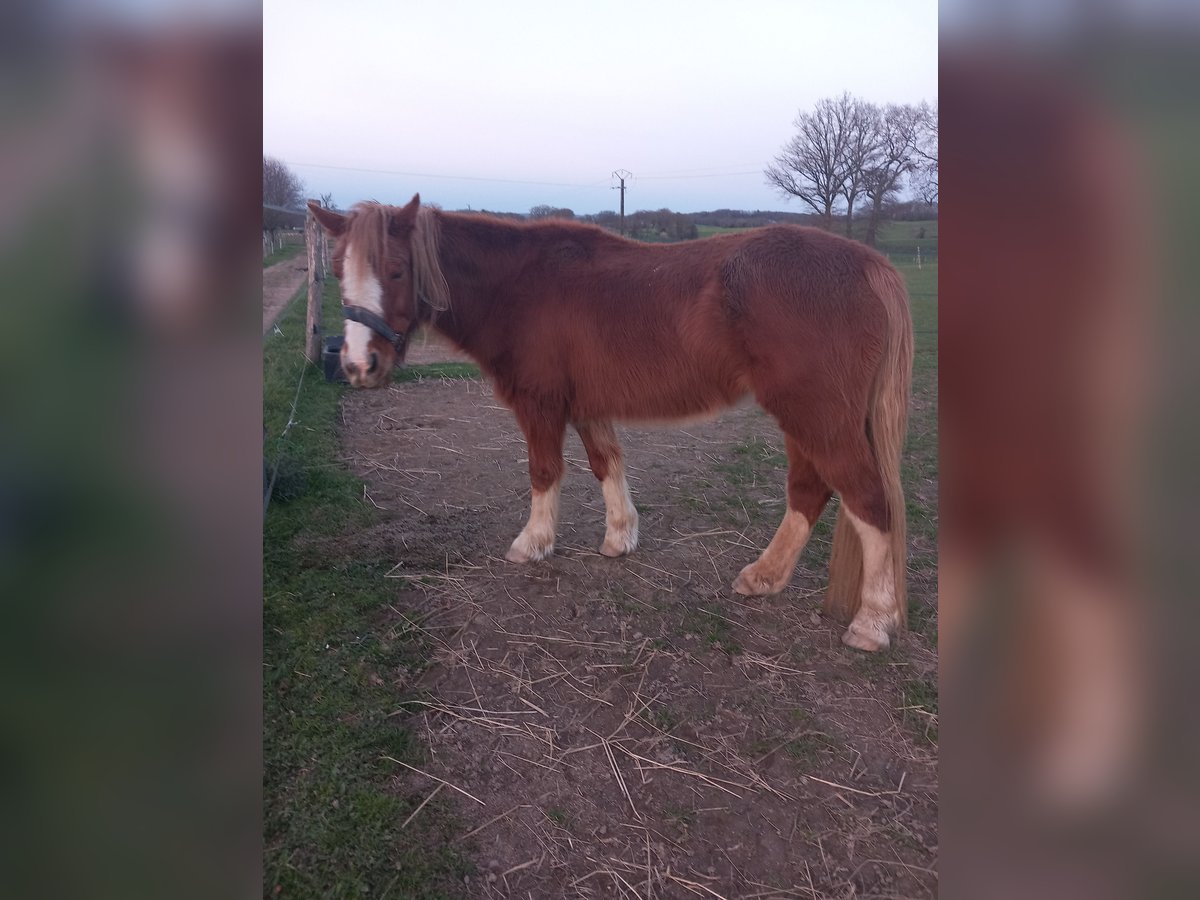 Welsh C (of Cob Type) Mare 12 years 13 hh Chestnut-Red in Saint hilaire la treille