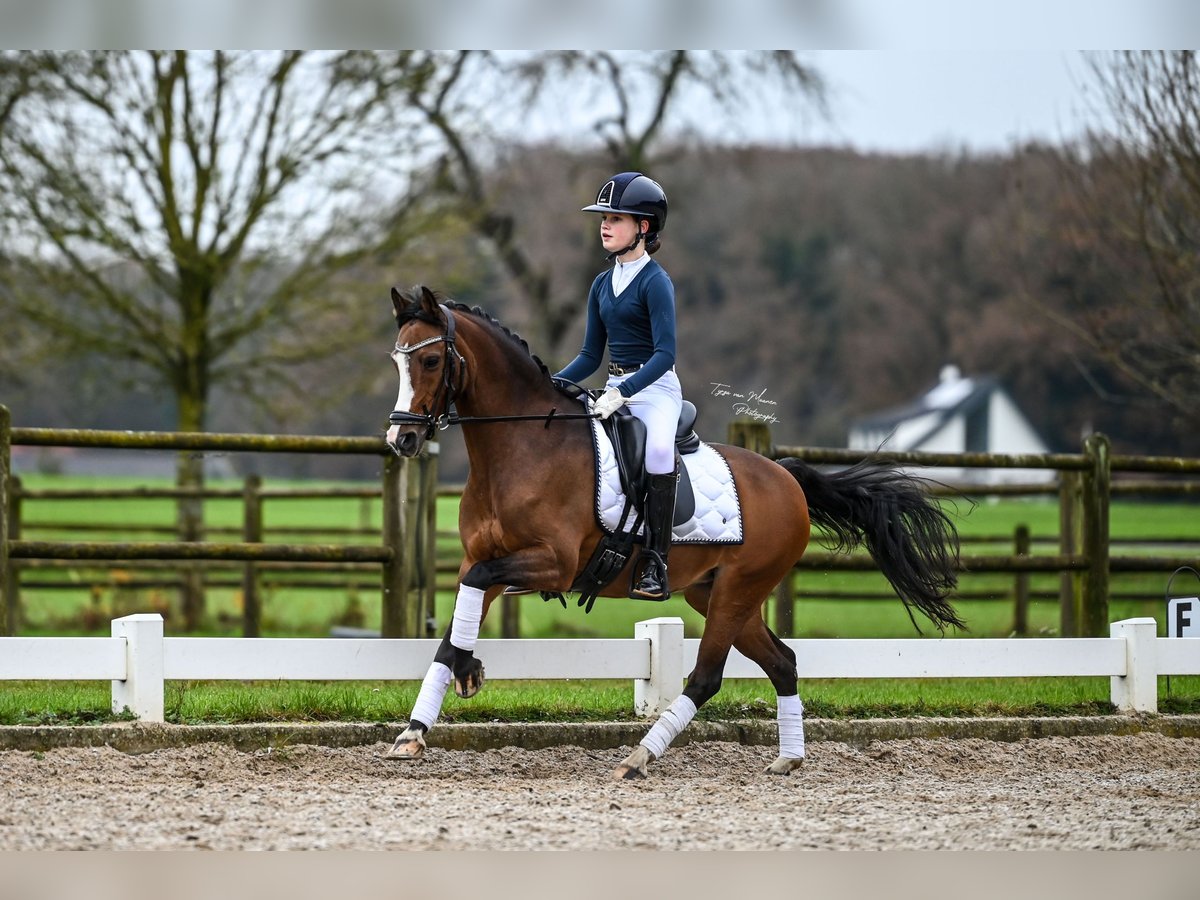 Welsh C (of Cob Type) Mare 13 years 13 hh Brown in Vorden