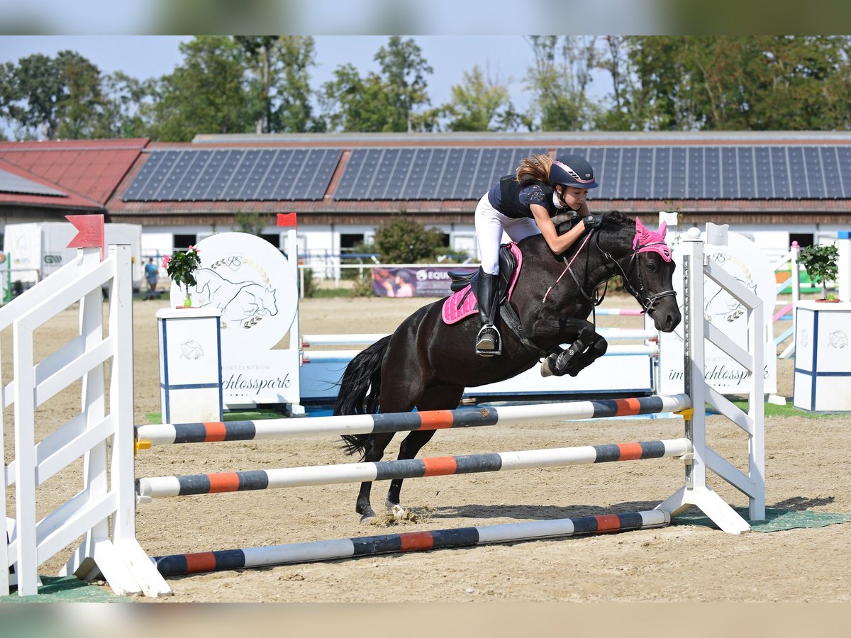 Welsh C (of Cob Type) Mix Mare 14 years 12,2 hh Black in Neusiedl/Zaya