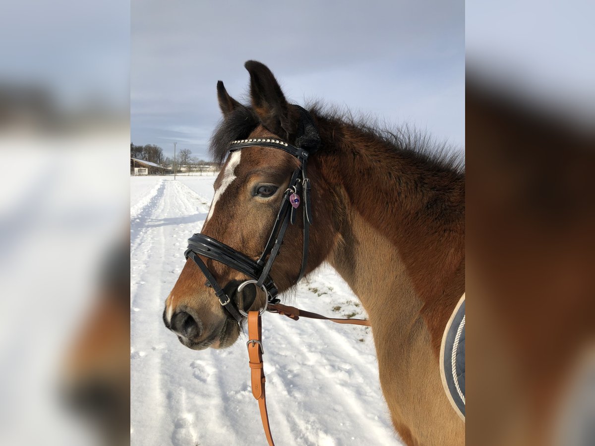 Welsh C (of Cob Type) Mare 14 years 12,2 hh Brown in Donauwörth