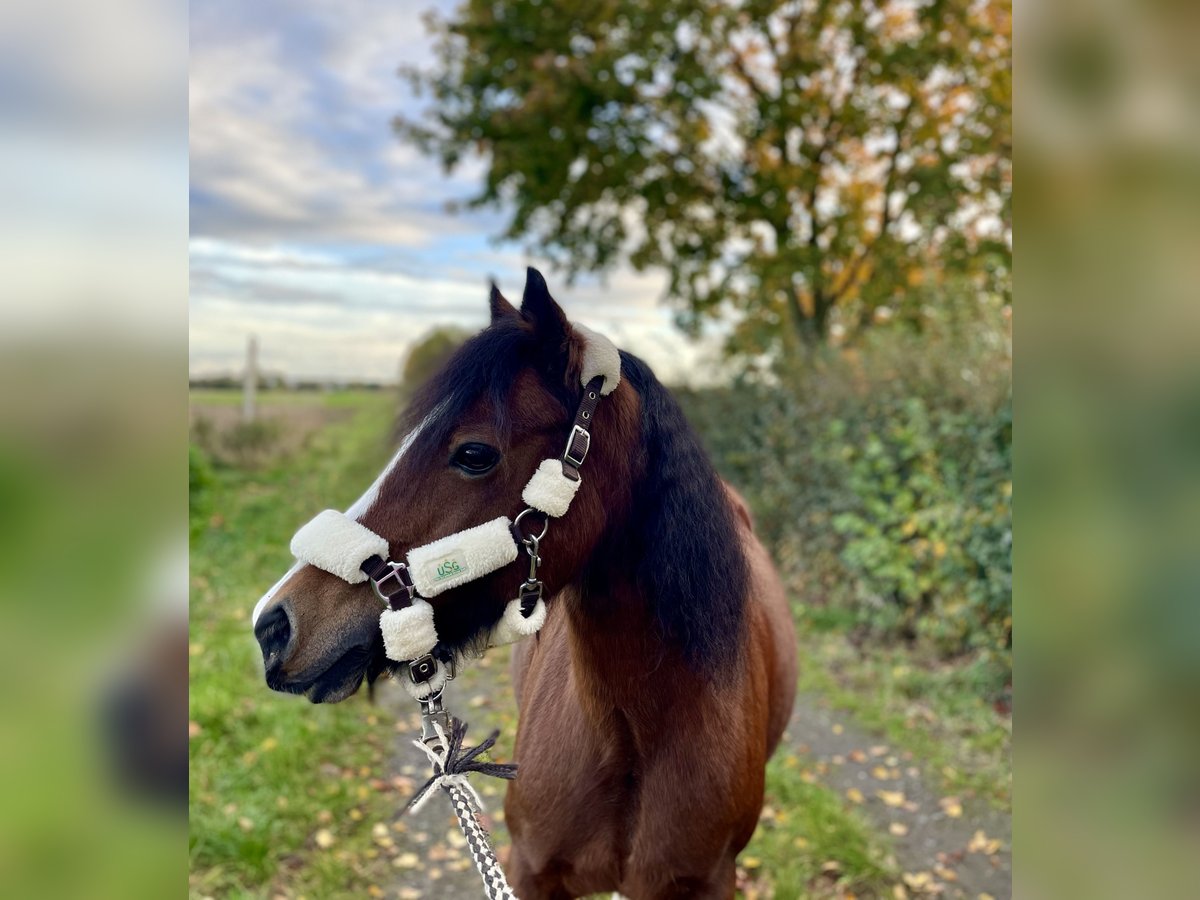 Welsh C (of Cob Type) Mare 14 years 12,2 hh Brown in Köln