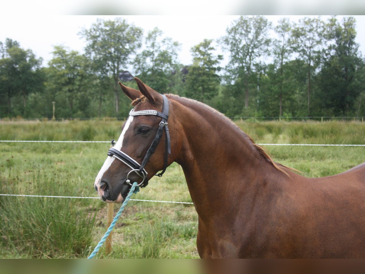 Welsh C (of Cob Type) Mare 14 years 12,2 hh Chestnut-Red in Oudeschoot