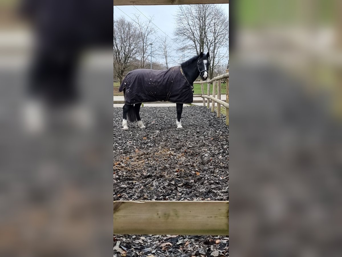 Welsh C (of Cob Type) Mare 15 years 13,3 hh Black in Troisdorf