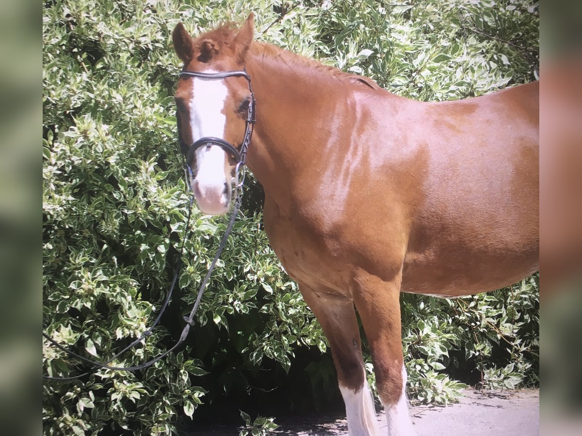 Welsh C (of Cob Type) Mare 15 years 13 hh Chestnut-Red in Wonneberg