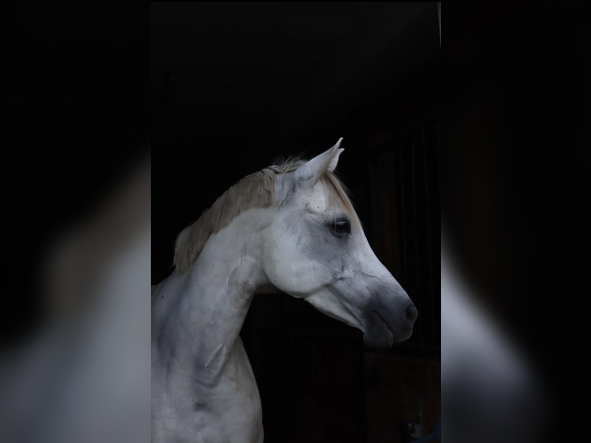 Welsh C (of Cob Type) Mare 15 years 15 hh Gray in Bad Driburg