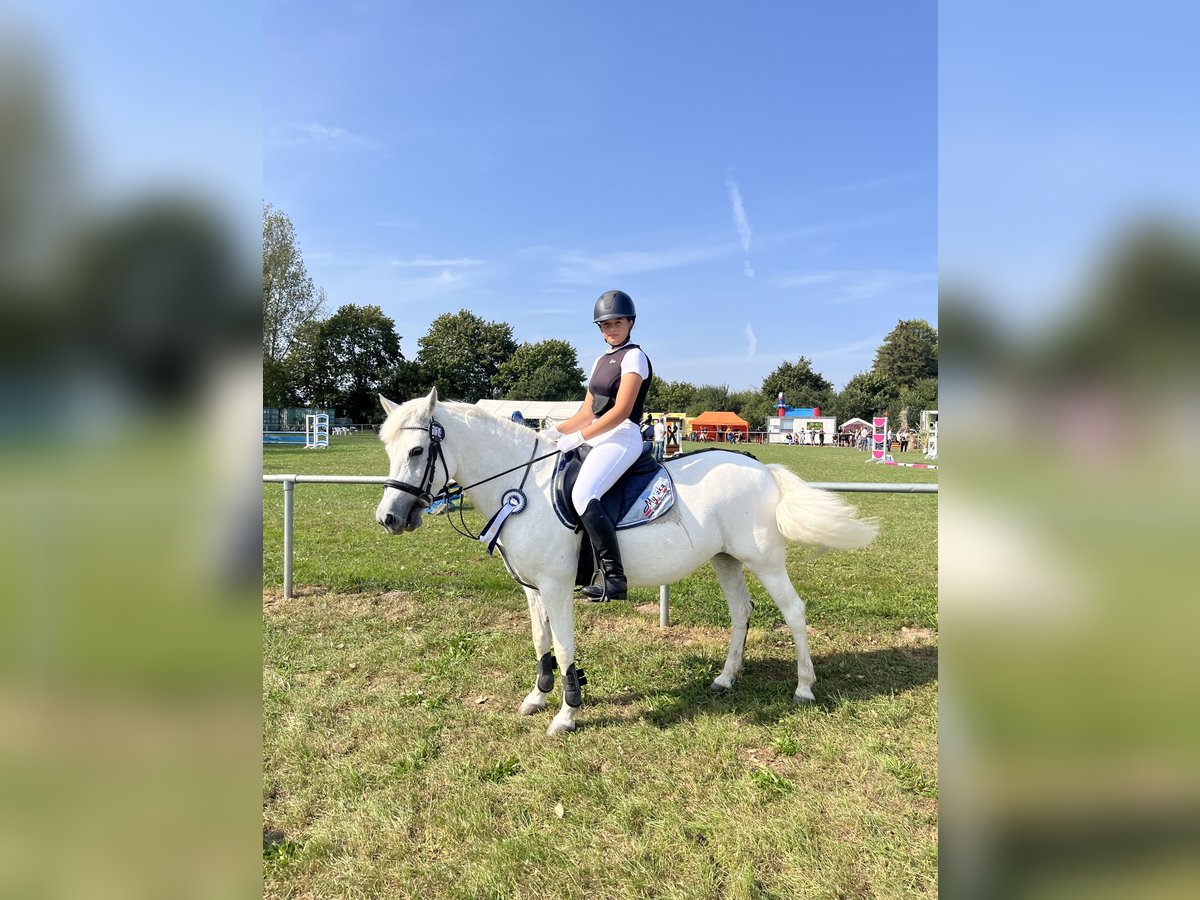 Welsh C (of Cob Type) Mare 16 years 13 hh Gray in Papenhagen