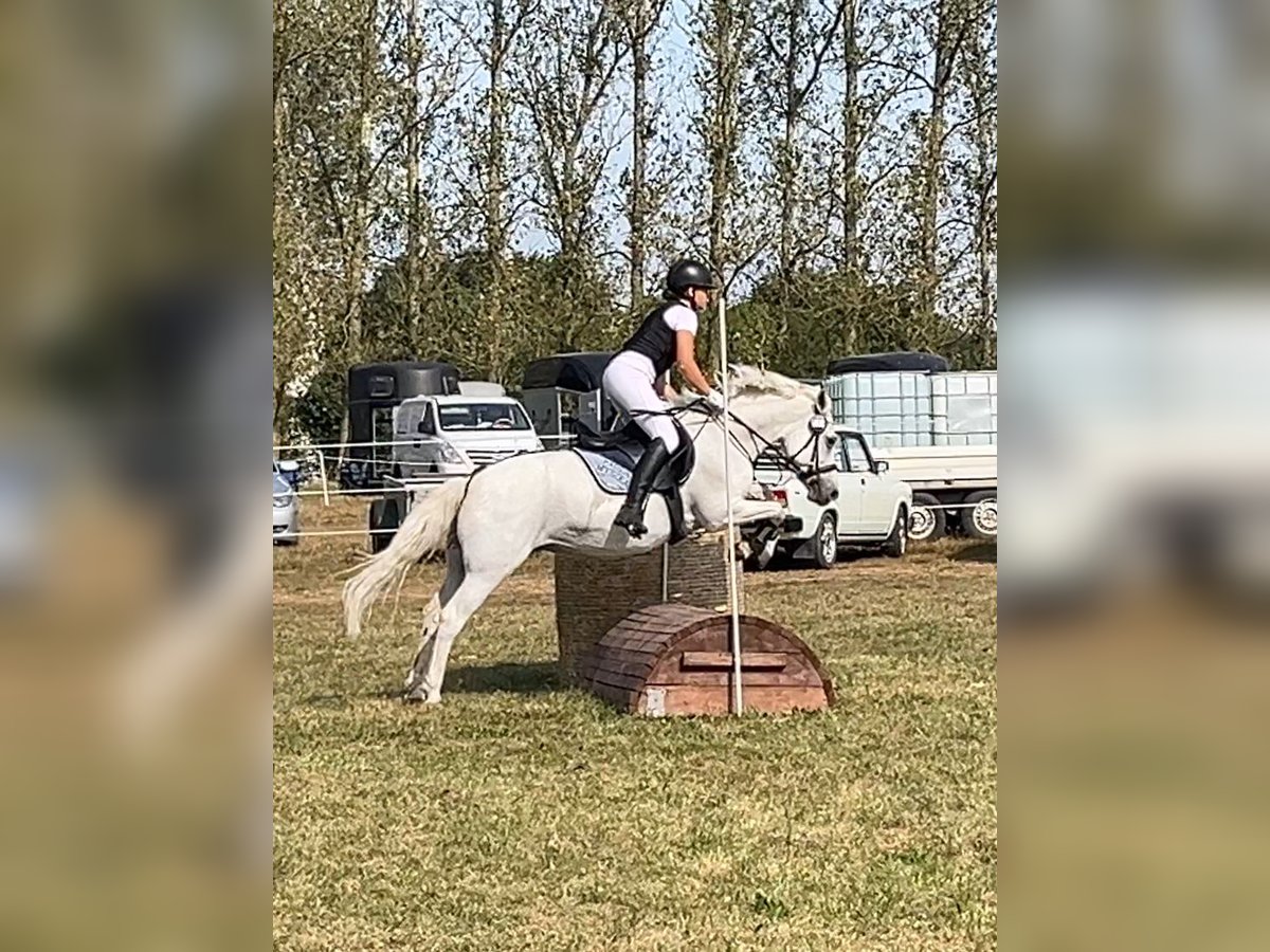 Welsh C (of Cob Type) Mare 16 years 13 hh Gray in Papenhagen