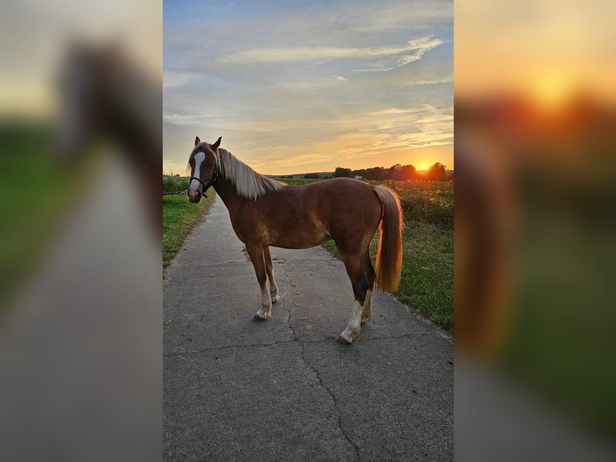 Welsh C (of Cob Type) Mare 2 years 13,3 hh Chestnut-Red in Hüttenberg