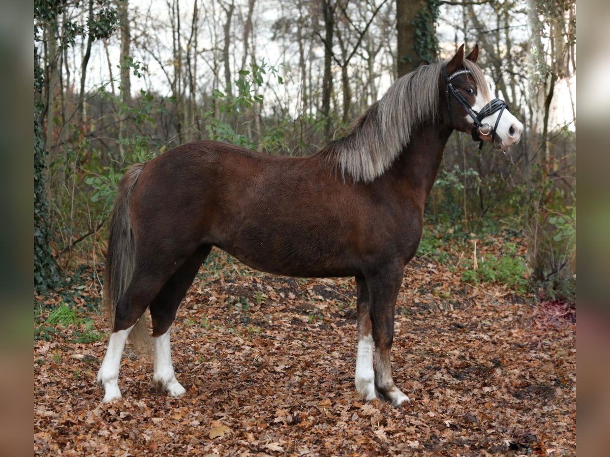 Welsh C (of Cob Type) Mare 2 years 13 hh Chestnut-Red in Aalten