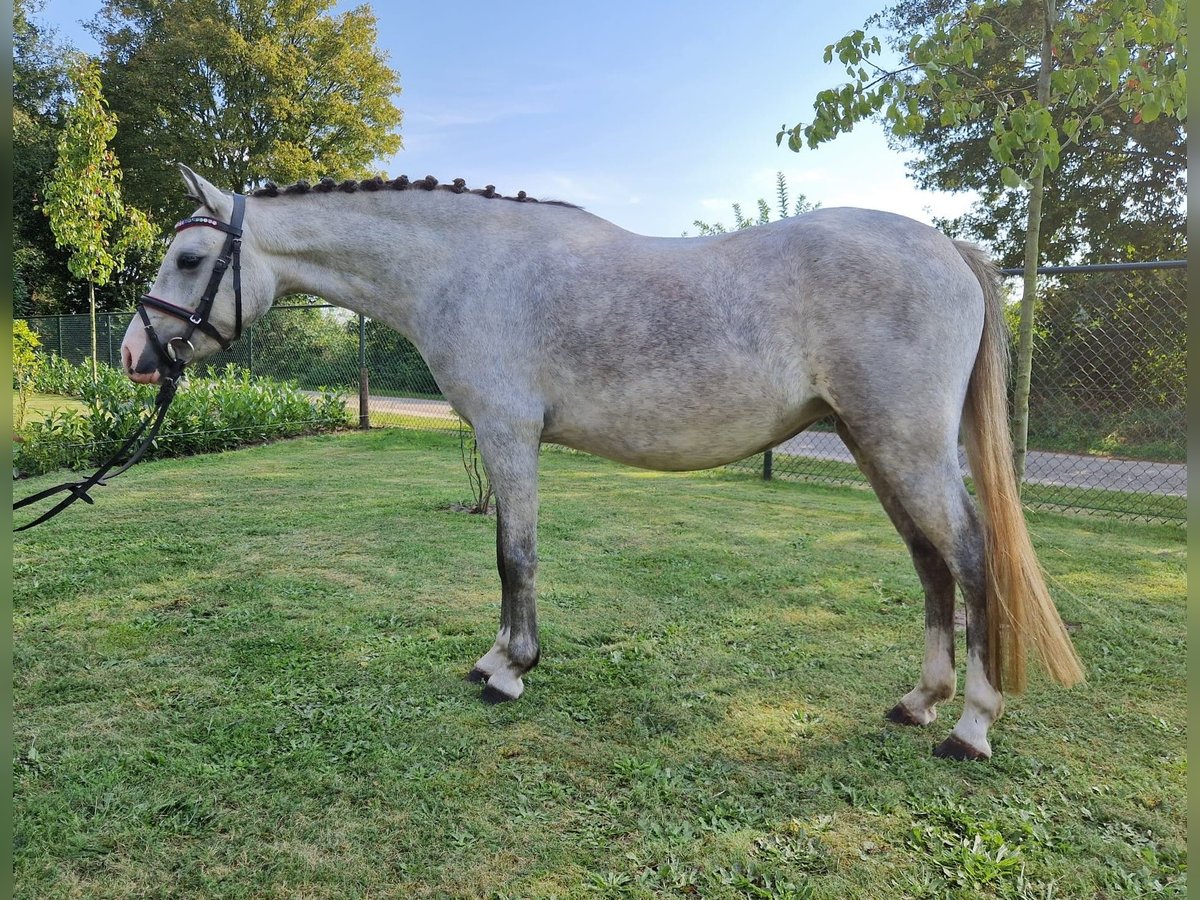 Welsh C (of Cob Type) Mare 3 years 12,2 hh Gray in Wellerlooi